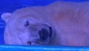 La infinita tristeza de un oso polar que vive en un shopping La infinita tristeza de un oso polar que vive en un shopping