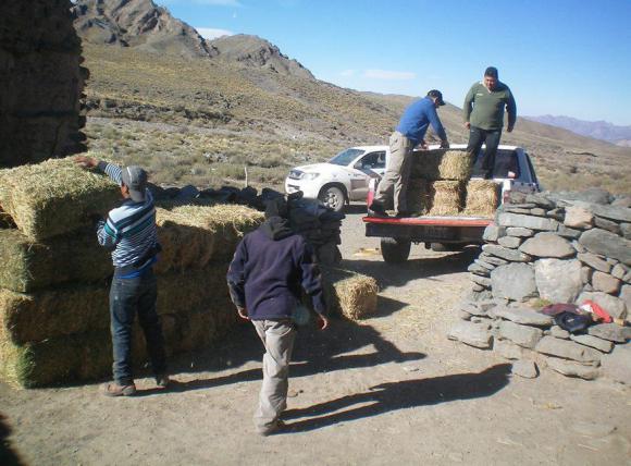 Murieron 300 animales por nevadas y lluvias en Jáchal Murieron 300 animales por nevadas y lluvias en Jáchal