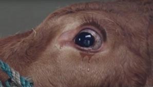Video: una vaca llora al ser rescatada del matadero Video: una vaca llora al ser rescatada del matadero