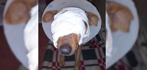 Le arrancó un ojo y los testículos a un perro Le arrancó un ojo y los testículos a un perro