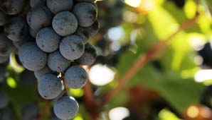 Sostenerse, el gran desafío de la Bonarda Sostenerse, el gran desafío de la Bonarda