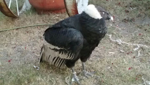 Encontraron un cóndor andino en Santa Lucía Encontraron un cóndor andino en Santa Lucía