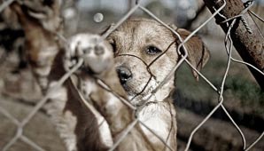 San Juan se suma a la marcha nacional contra el maltrato animal San Juan se suma a la marcha nacional contra el maltrato animal