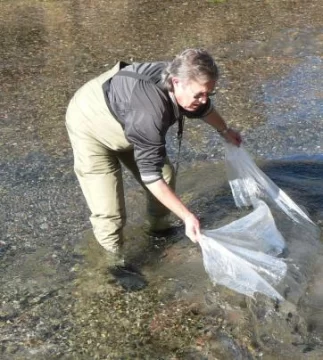 Más truchas para sembrar en los ríos Más truchas para sembrar en los ríos