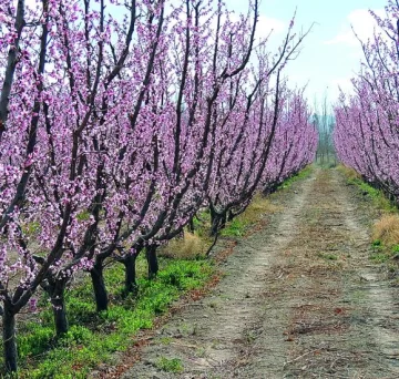 Preocupación y alerta por alto riesgo de daño por heladas Preocupación y alerta por alto riesgo de daño por heladas