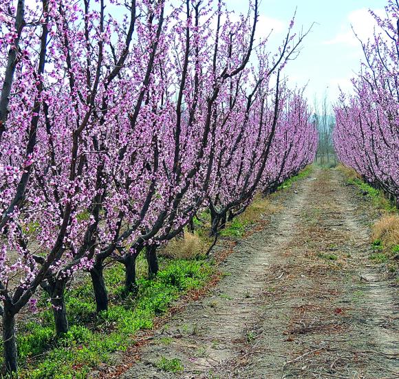 Preocupación y alerta por alto riesgo de daño por heladas Preocupación y alerta por alto riesgo de daño por heladas