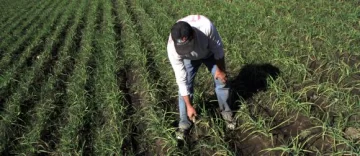 El martes 30 comienzan a censar chacras en Pocito El martes 30 comienzan a censar chacras en Pocito