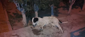 Villa Don Arturo: encuentran 10 perros envenenados Villa Don Arturo: encuentran 10 perros envenenados