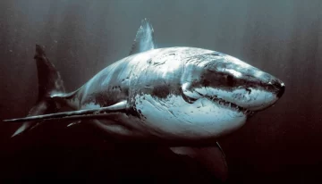 El más longevo del mundo El más longevo del mundo