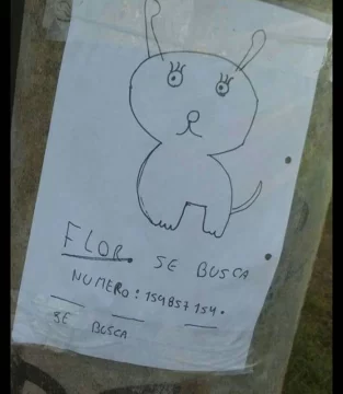 Virales por buscar su perro Virales por buscar su perro