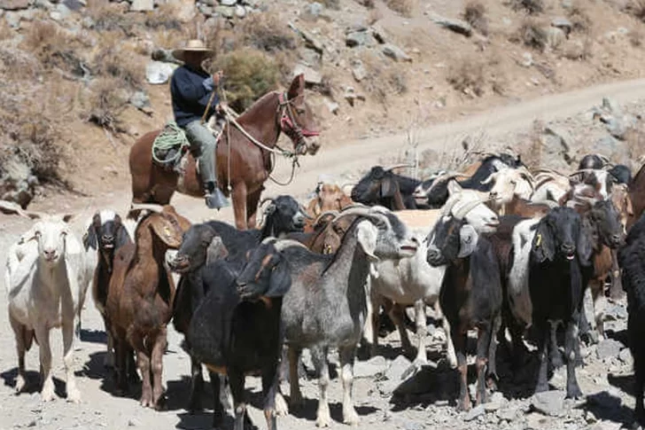 Después de 7 años no habrá temporada de veranadas en los valles cordilleranos