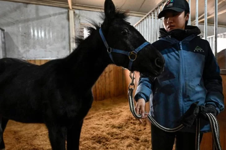 China clonó el primer caballo para carreras profesionales