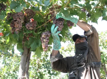 Viñateros piden que las cuotas por la venta de uvas se ajusten por la inflación