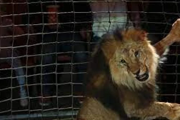 Un león atacó a su domador en un circo durante pleno show en vivo