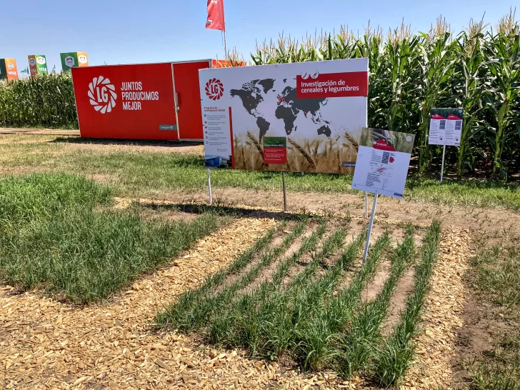 Investigación y biotecnologías con impacto en el agro local Investigación y biotecnologías con impacto en el agro local