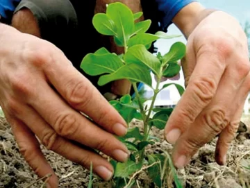 Una siembra sana y abundante Una siembra sana y abundante