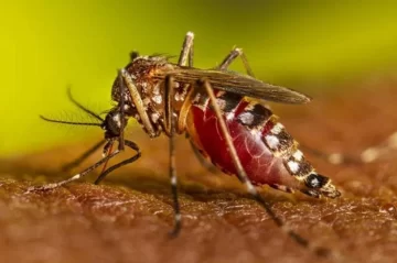 Detectaron dos casos de Chikungunya en Corrientes Detectaron dos casos de Chikungunya en Corrientes