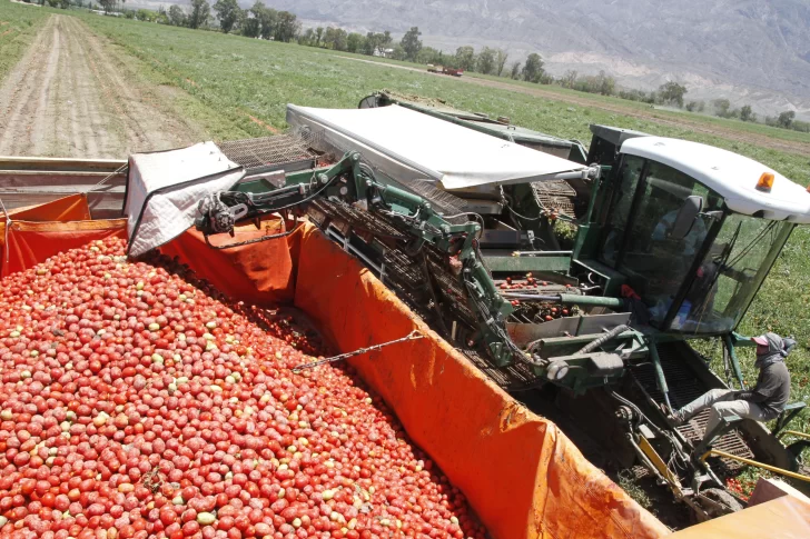 El factor climático pega fuerte en la temporada del tomate para industria