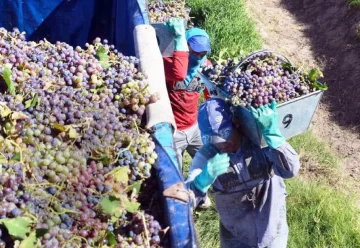 Viñateros calculan que la merma de la cosecha duplicará la cifra del INV Viñateros calculan que la merma de la cosecha duplicará la cifra del INV