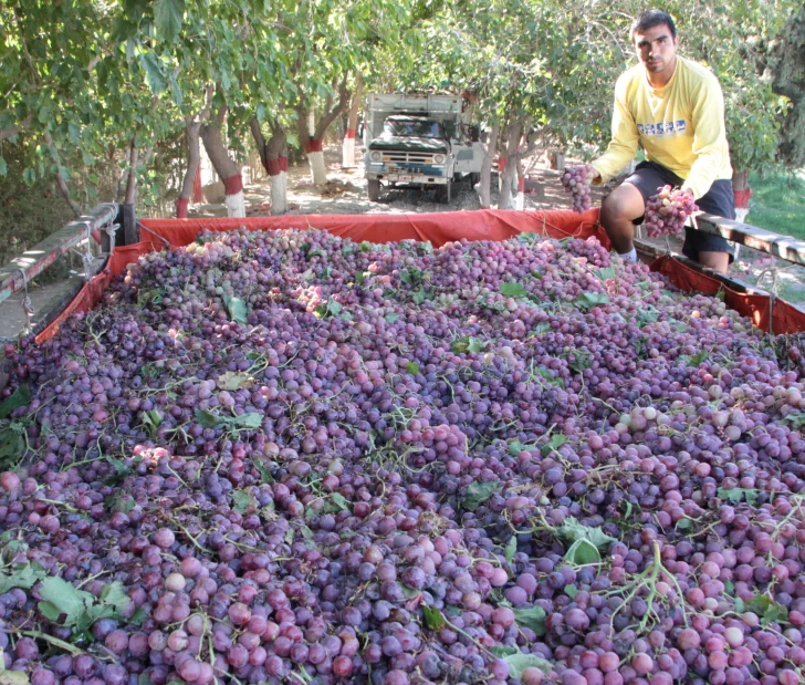 Los precios del kilo de uva, más cerca de lo que piden los viñateros