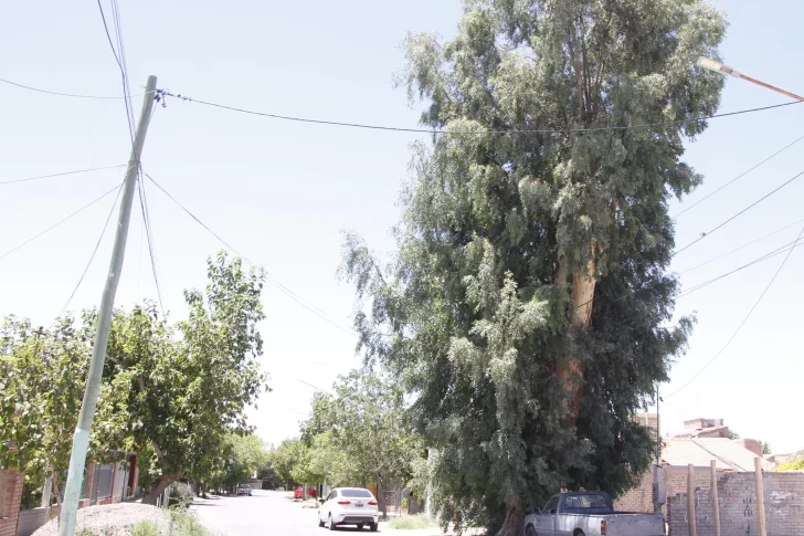 Temor vecinal por árbol de 40 metros de altura y que está en riesgo de caer