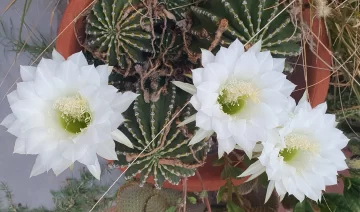 Belleza blanca Belleza blanca