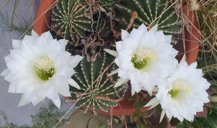 Belleza blanca Belleza blanca