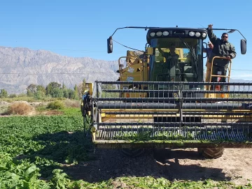 Cosechan acelga para industria en tierras de nuestra provincia Cosechan acelga para industria en tierras de nuestra provincia