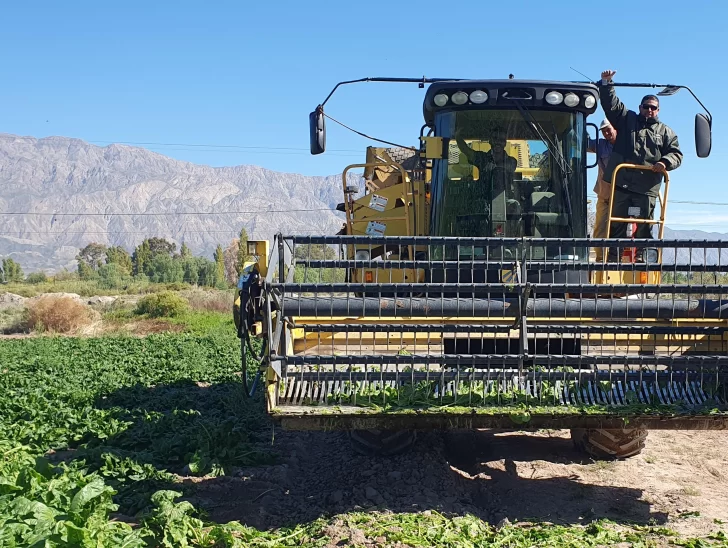 Cosechan acelga para industria en tierras de nuestra provincia Cosechan acelga para industria en tierras de nuestra provincia