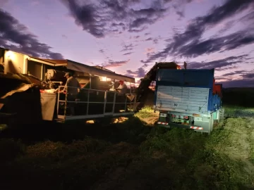 La difícil situación que vive el sector del tomate para industria La difícil situación que vive el sector del tomate para industria