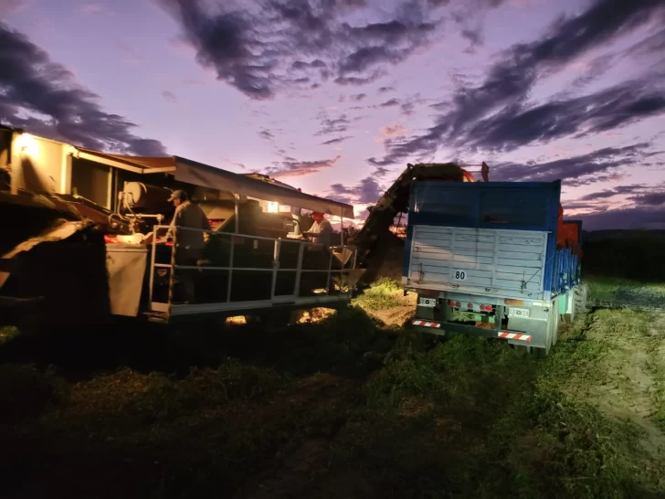 La difícil situación que vive el sector del tomate para industria La difícil situación que vive el sector del tomate para industria