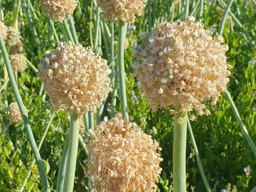 Clima y economía afectan la producción de semillas Clima y economía afectan la producción de semillas