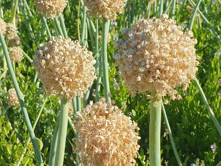 Clima y economía afectan la producción de semillas Clima y economía afectan la producción de semillas