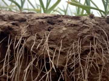 La importancia de hacer crecer el sistema radicular en aliáceas La importancia de hacer crecer el sistema radicular en aliáceas