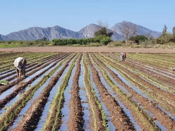 Sequía: Hidráulica y productores acordaron 112 días corridos donde no se entregará agua para riego Sequía: Hidráulica y productores acordaron 112 días corridos donde no se entregará agua para riego