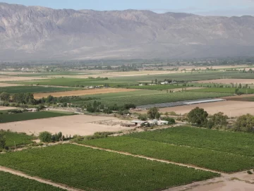 La vendimia 2023 tiene un 21% menos de blancas que en 2012 La vendimia 2023 tiene un 21% menos de blancas que en 2012