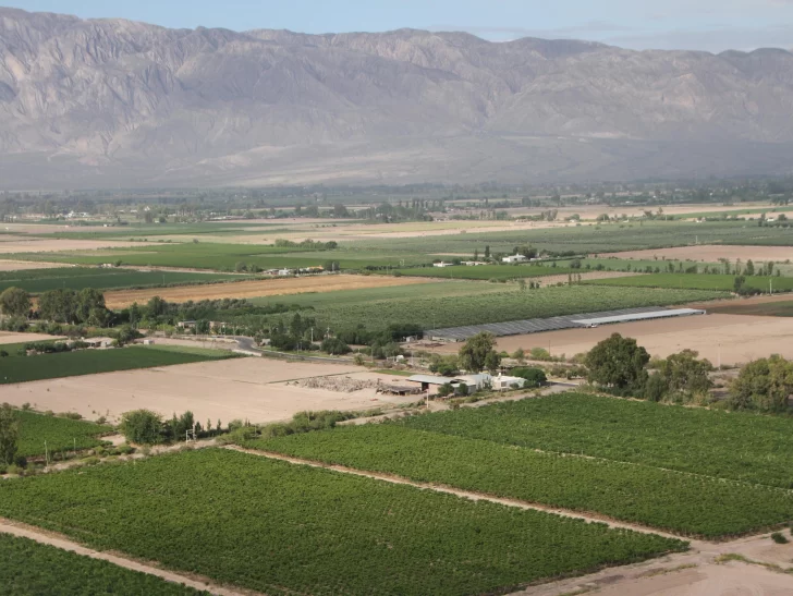 La vendimia 2023 tiene un 21% menos de blancas que en 2012 La vendimia 2023 tiene un 21% menos de blancas que en 2012