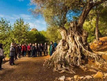 Turquía pierde pistachos y aceitunas por el sismo Turquía pierde pistachos y aceitunas por el sismo