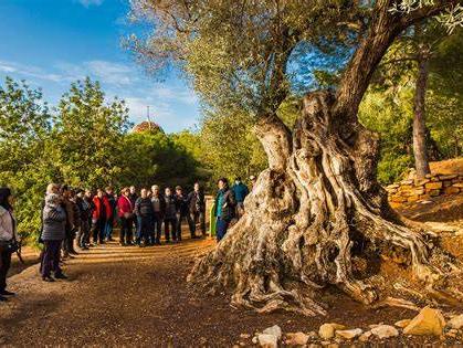 Turquía pierde pistachos y aceitunas por el sismo Turquía pierde pistachos y aceitunas por el sismo