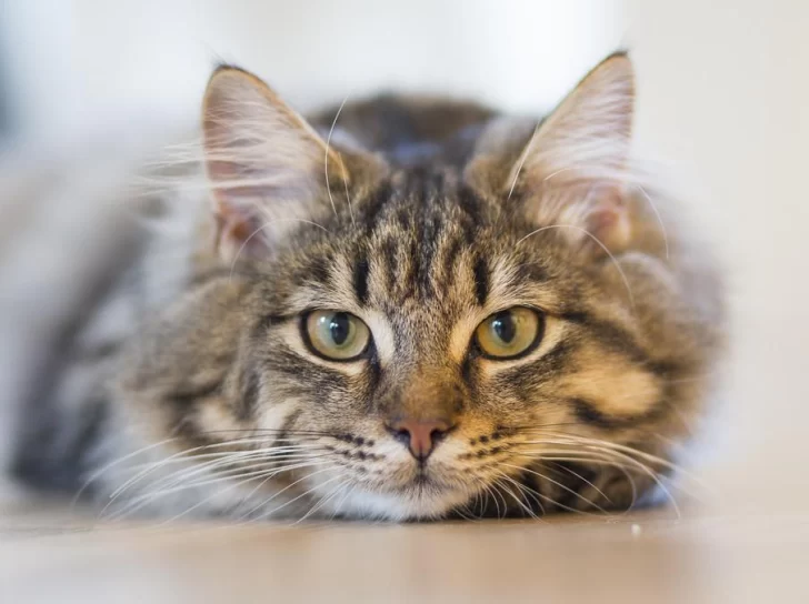 Día Internacional del Gato: qué descubrieron los científicos sobre su inconfundible ronroneo Día Internacional del Gato: qué descubrieron los científicos sobre su inconfundible ronroneo