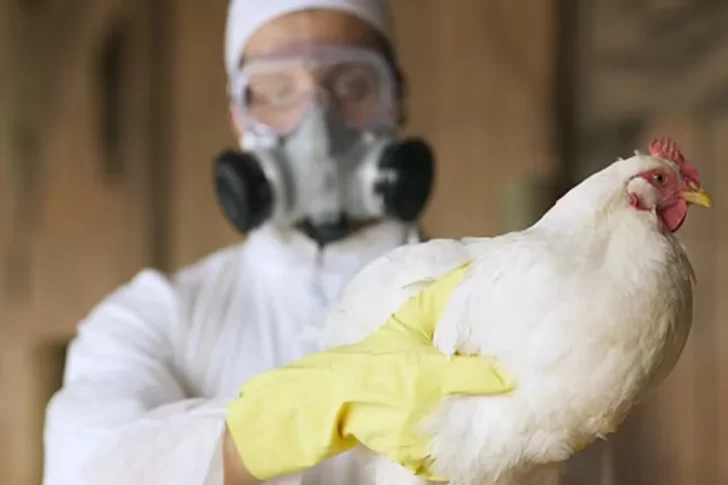 Confirmaron un caso de gripe aviar en la Argentina y declaran la emergencia sanitaria