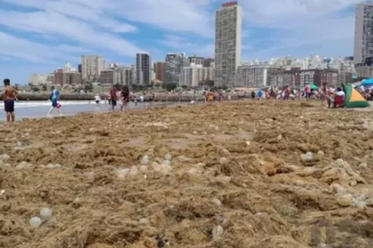Una inesperada invasión en la playa Bristol: algas y “huevos transparentes”