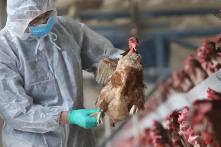 Avanza la gripe aviar en el país: ya detectaron 24 casos en 8 provincias