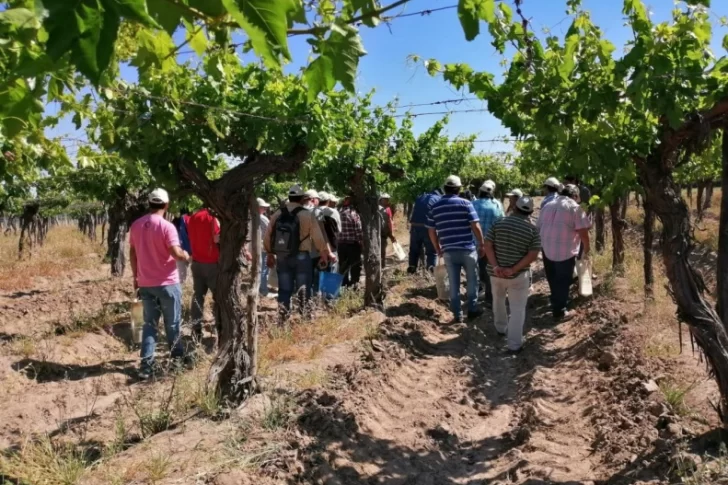 Buscan a 128 profesionales para trabajar en el Inta: lo que hay saber