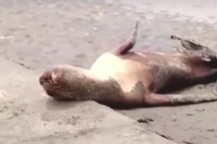 La gripe aviar mató más de 700 lobos marinos en Perú