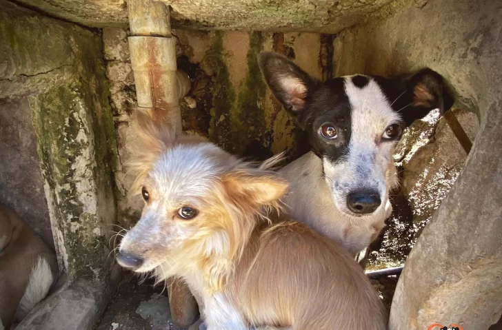 Sacrificios de animales para “absorber energías” y rituales con cordón umbilical: la explicación de la mujer que mataba perros Sacrificios de animales para “absorber energías” y rituales con cordón umbilical: la explicación de la mujer que mataba perros