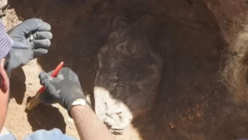 Necochea: obreros de una construcción hallaron restos de un “Tigre Dientes de Sable” Necochea: obreros de una construcción hallaron restos de un “Tigre Dientes de Sable”