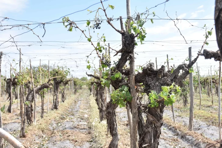 Daños urbanos y en cultivos de 6 departamentos por la tormenta
