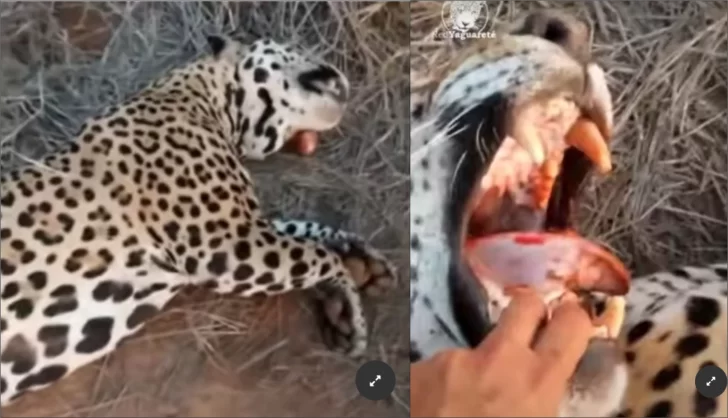 Mató un yaguareté y se jactó en las redes: fue detenido por caza ilegal Mató un yaguareté y se jactó en las redes: fue detenido por caza ilegal