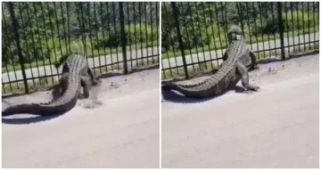 Un cocodrilo rompió una reja para escapar hacia la calle y el video causó pánico Un cocodrilo rompió una reja para escapar hacia la calle y el video causó pánico